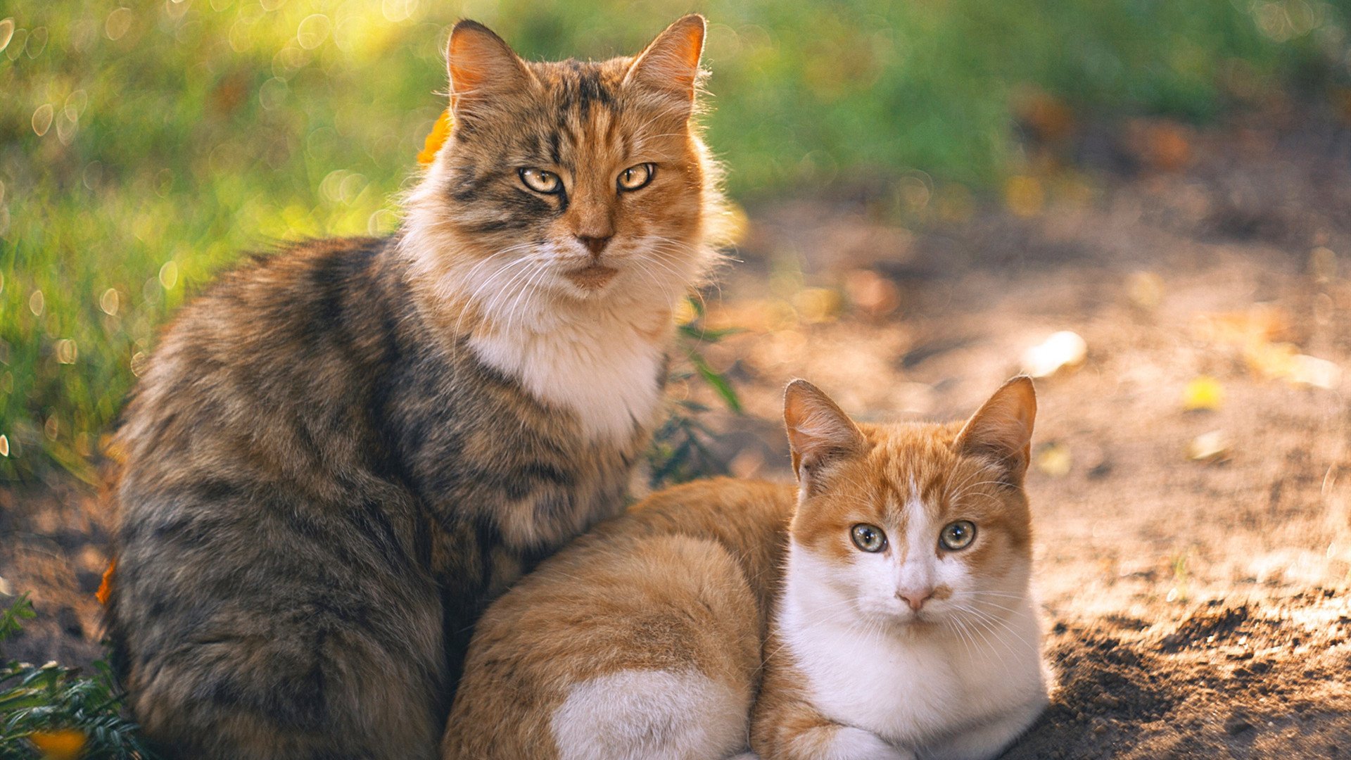 AC米兰新阵型奏效,赢得关键比赛,ac米兰最新